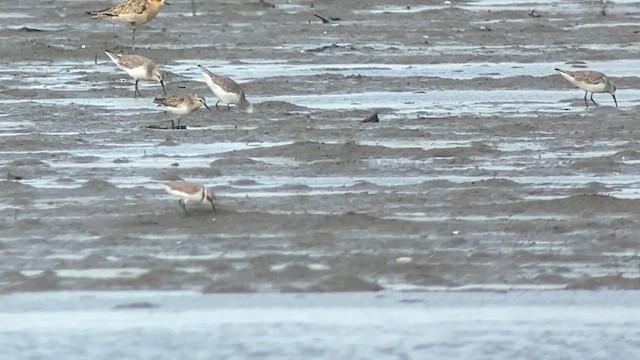 Calidris sp. - ML629967301