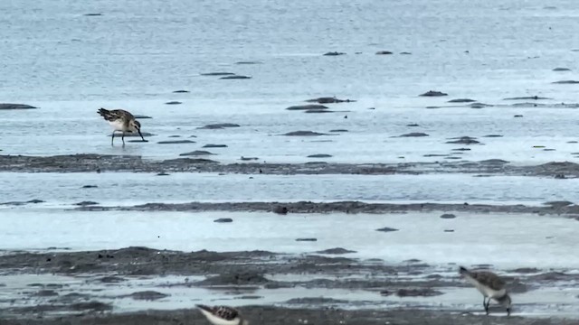 Calidris sp. - ML629967302