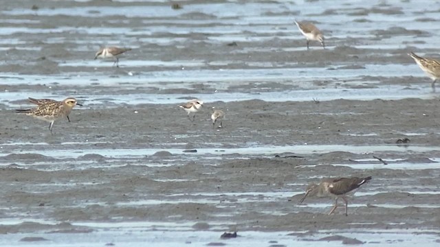 Calidris sp. - ML629967305