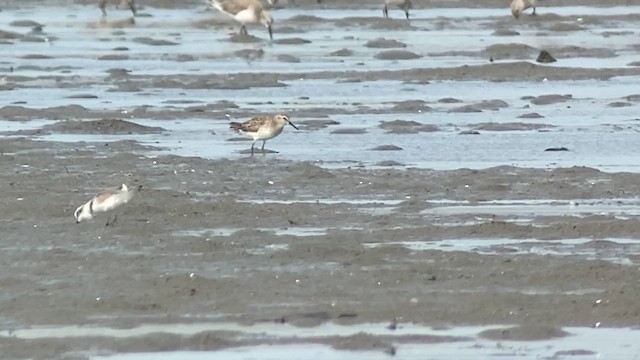 Calidris sp. - ML629967306