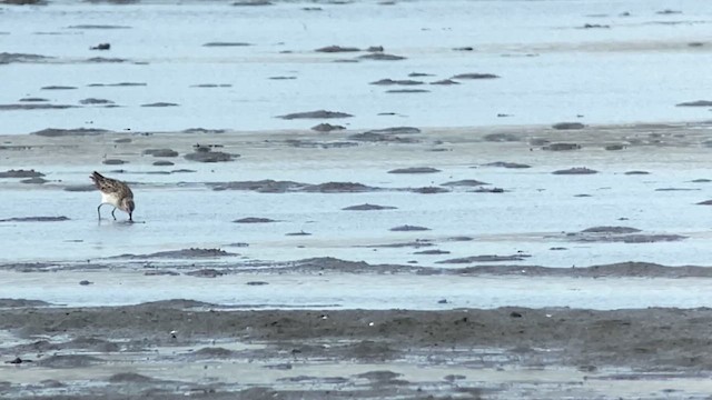 Calidris sp. - ML629967307