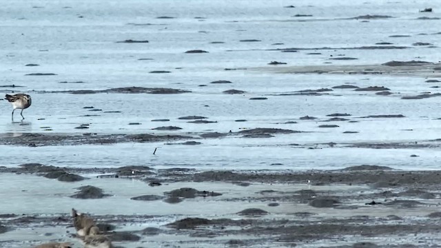 Calidris sp. - ML629967308