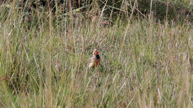 skarlagenpiplerke - ML629967388