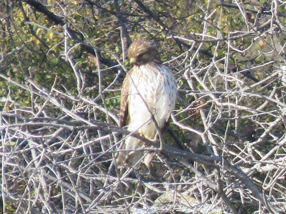 Red-shouldered Hawk - ML629967487
