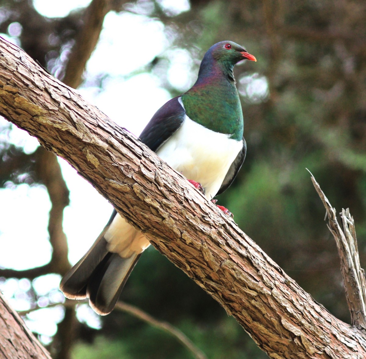 New Zealand Pigeon - ML629967631