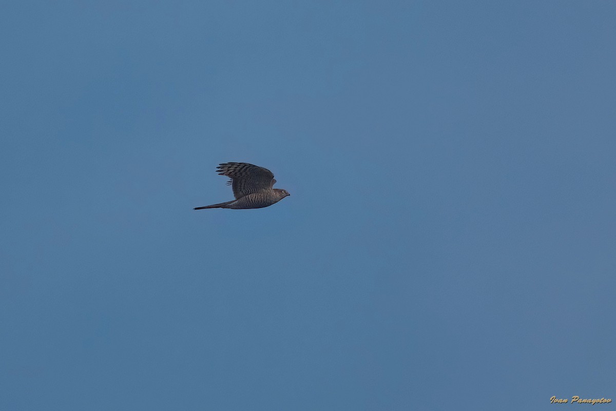 Eurasian Sparrowhawk - ML629967700