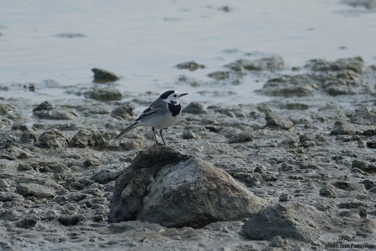 White Wagtail - ML629967709