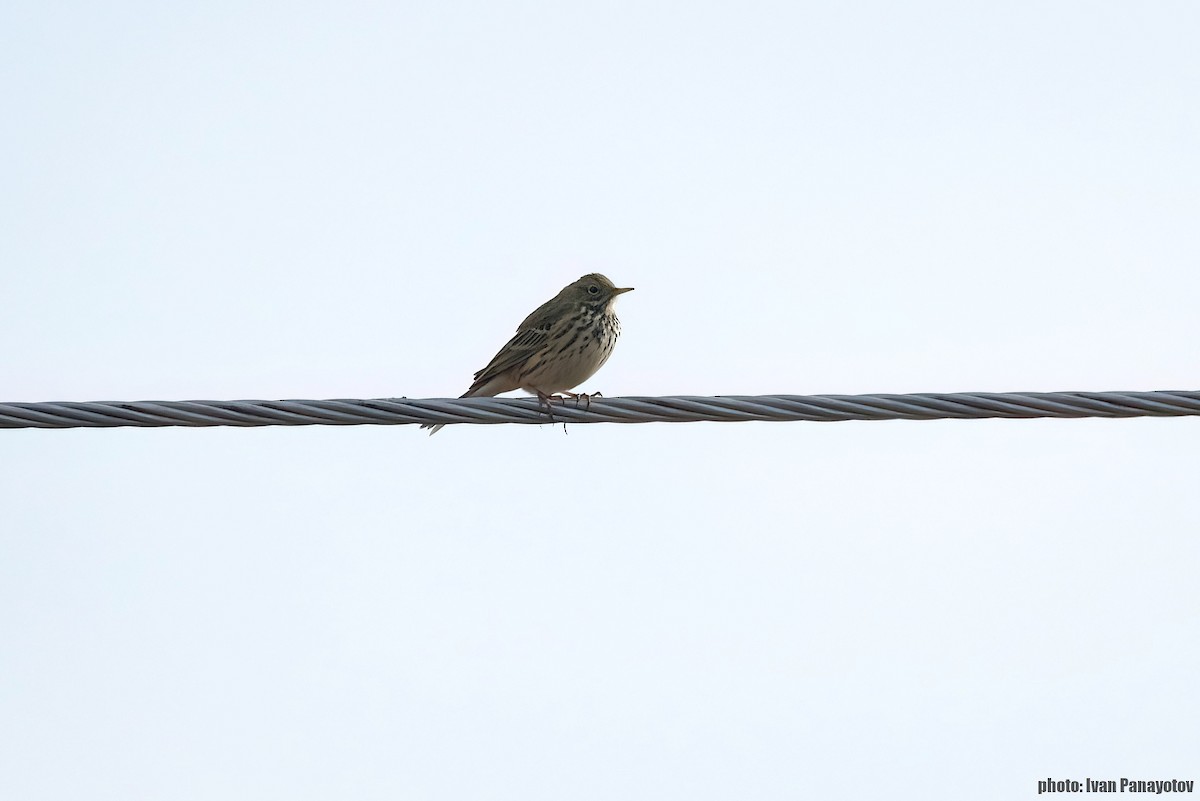 Meadow Pipit - ML629967720