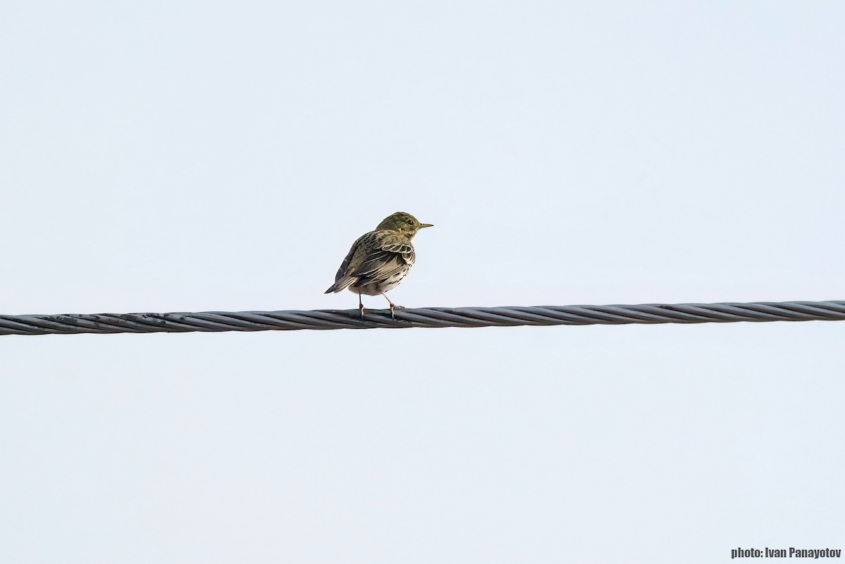 Meadow Pipit - ML629967723