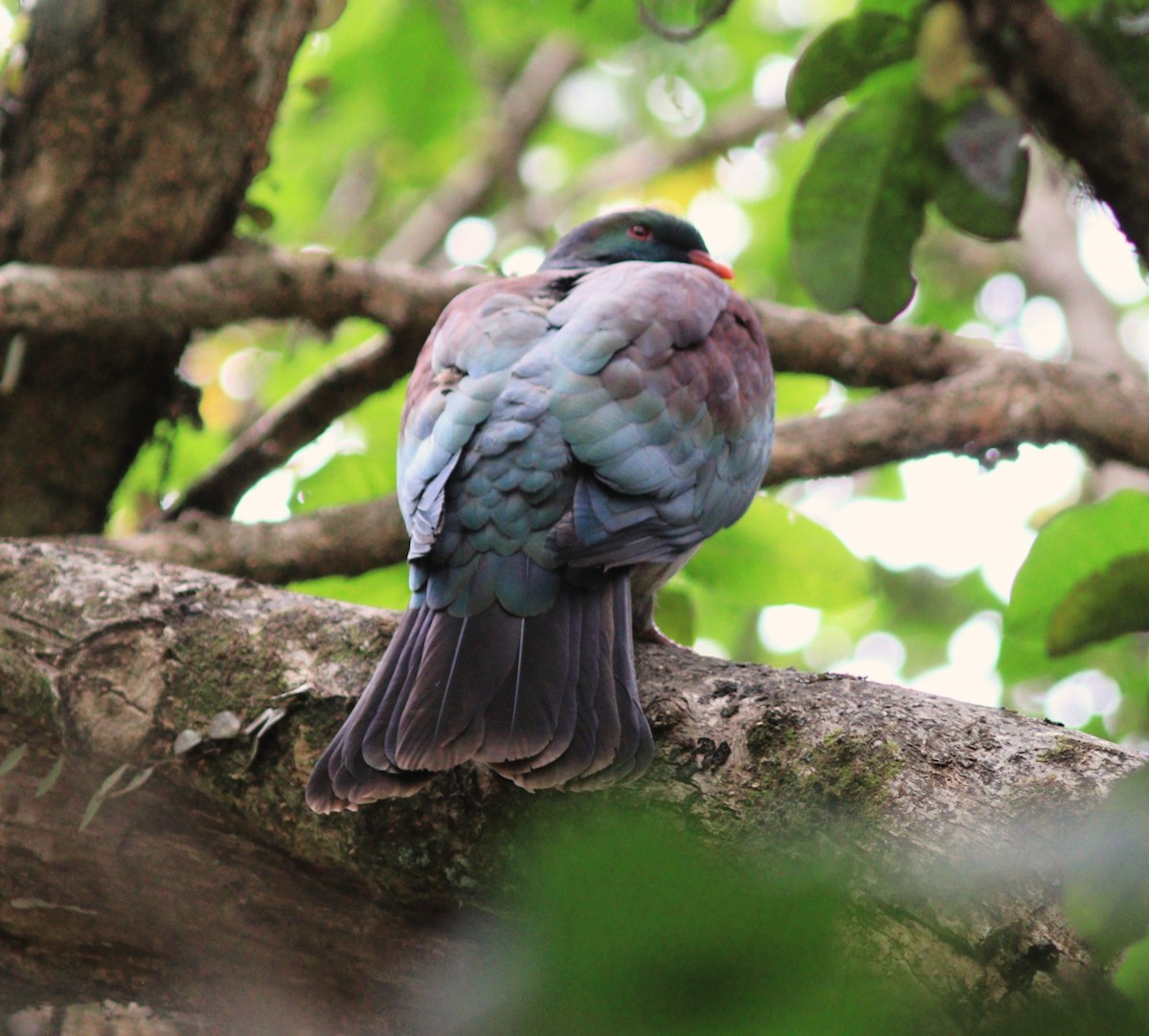 New Zealand Pigeon - ML629967778