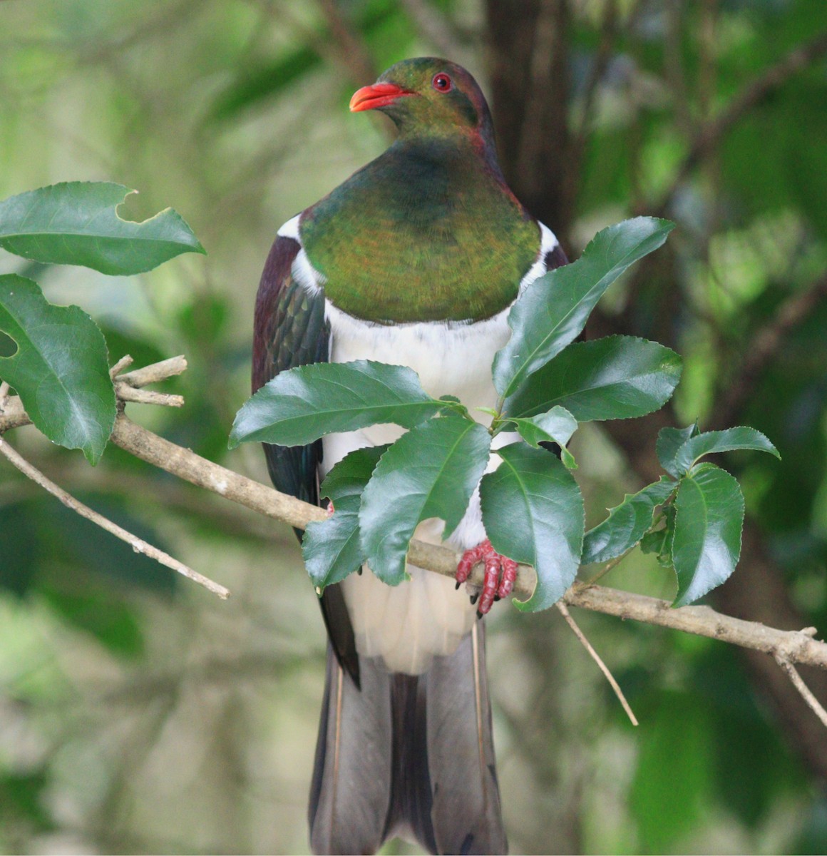 New Zealand Pigeon - ML629967868