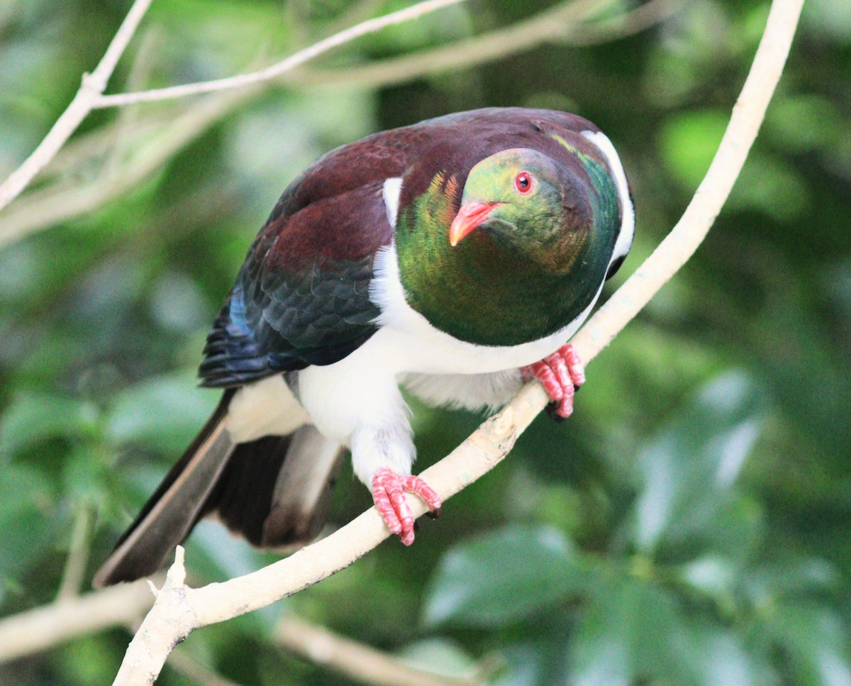 New Zealand Pigeon - ML629967907