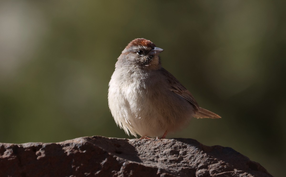 Пінсон рудоголовий - ML629967925