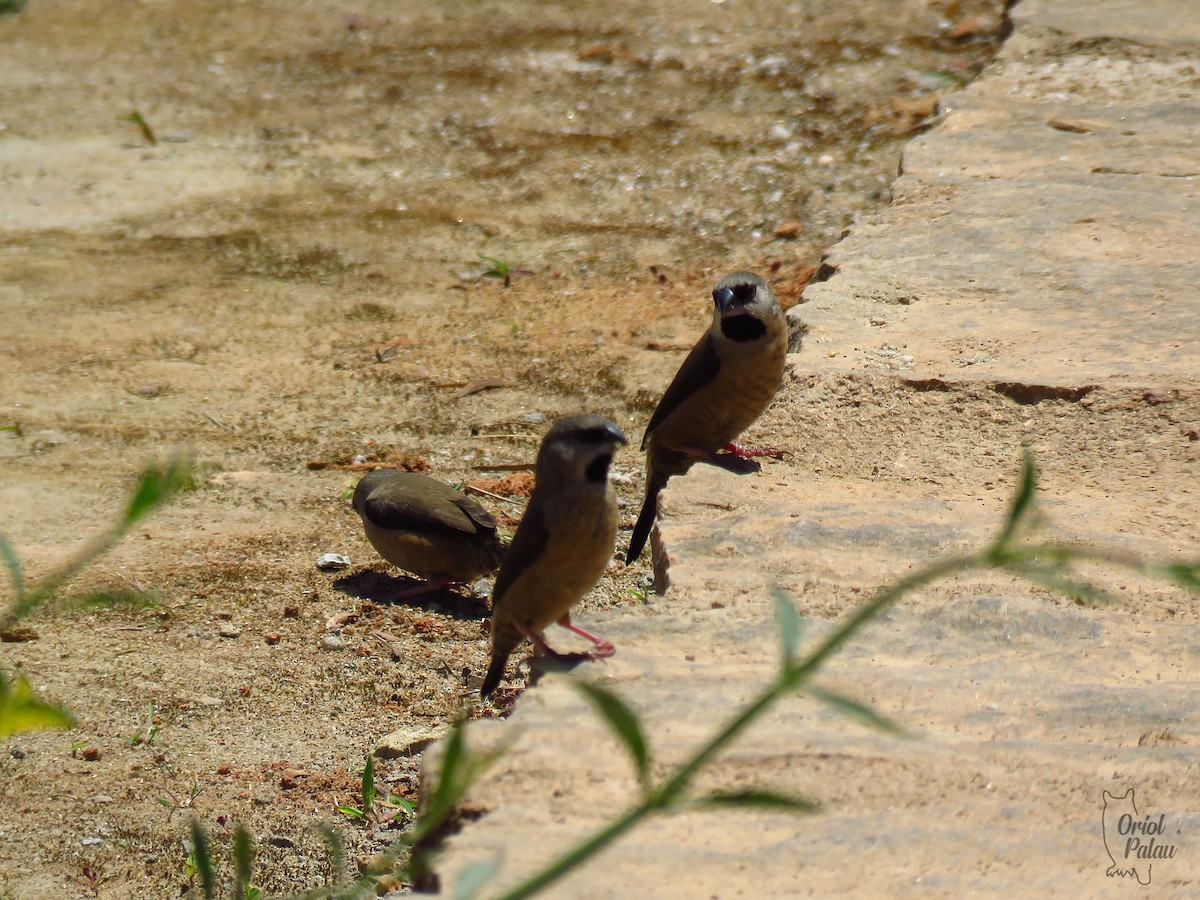 Madagascar Munia - ML629968009