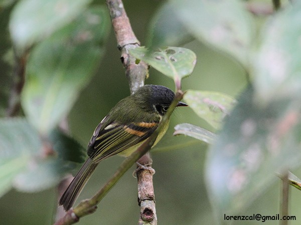 Variegated Bristle-Tyrant - ML629968055