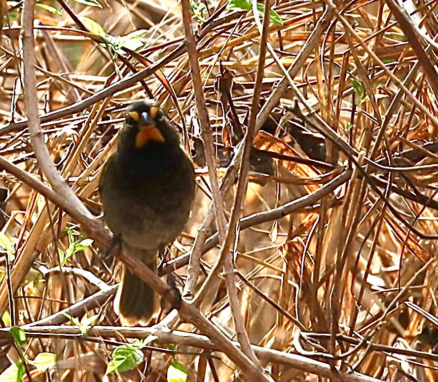 Yellow-faced Grassquit - ML629968201