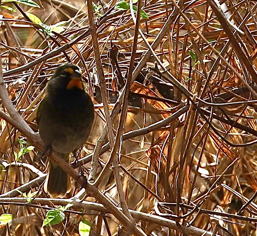 Yellow-faced Grassquit - ML629968207