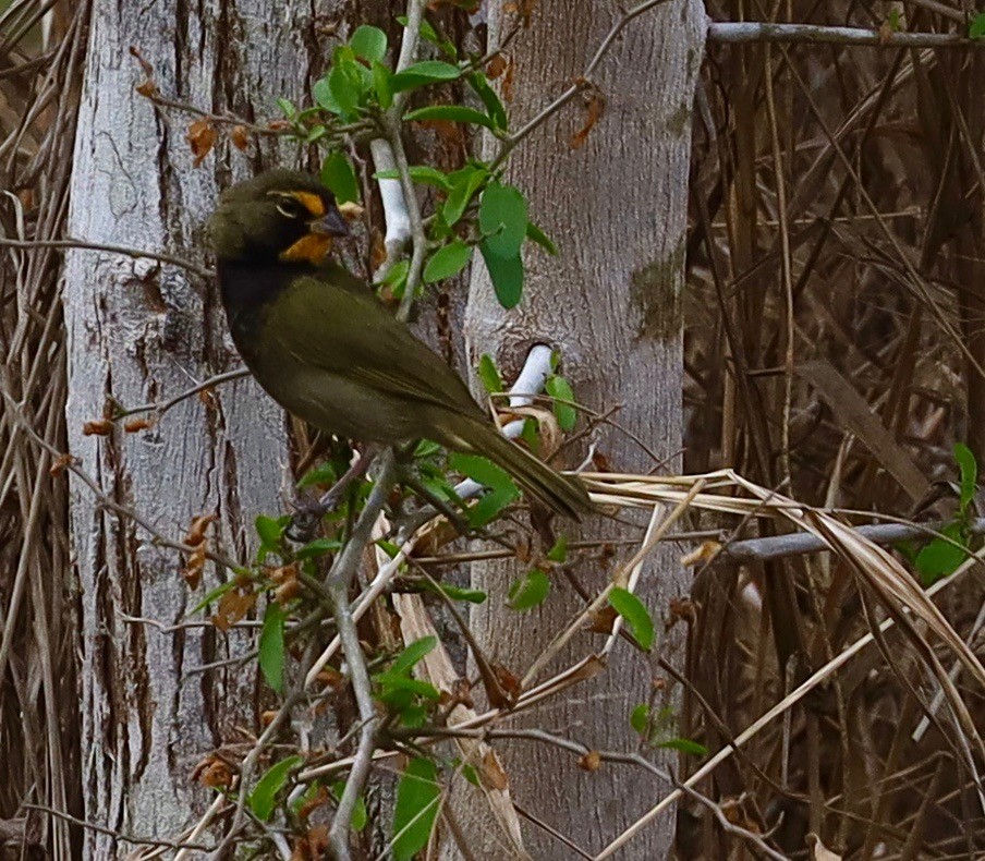 Yellow-faced Grassquit - ML629968443