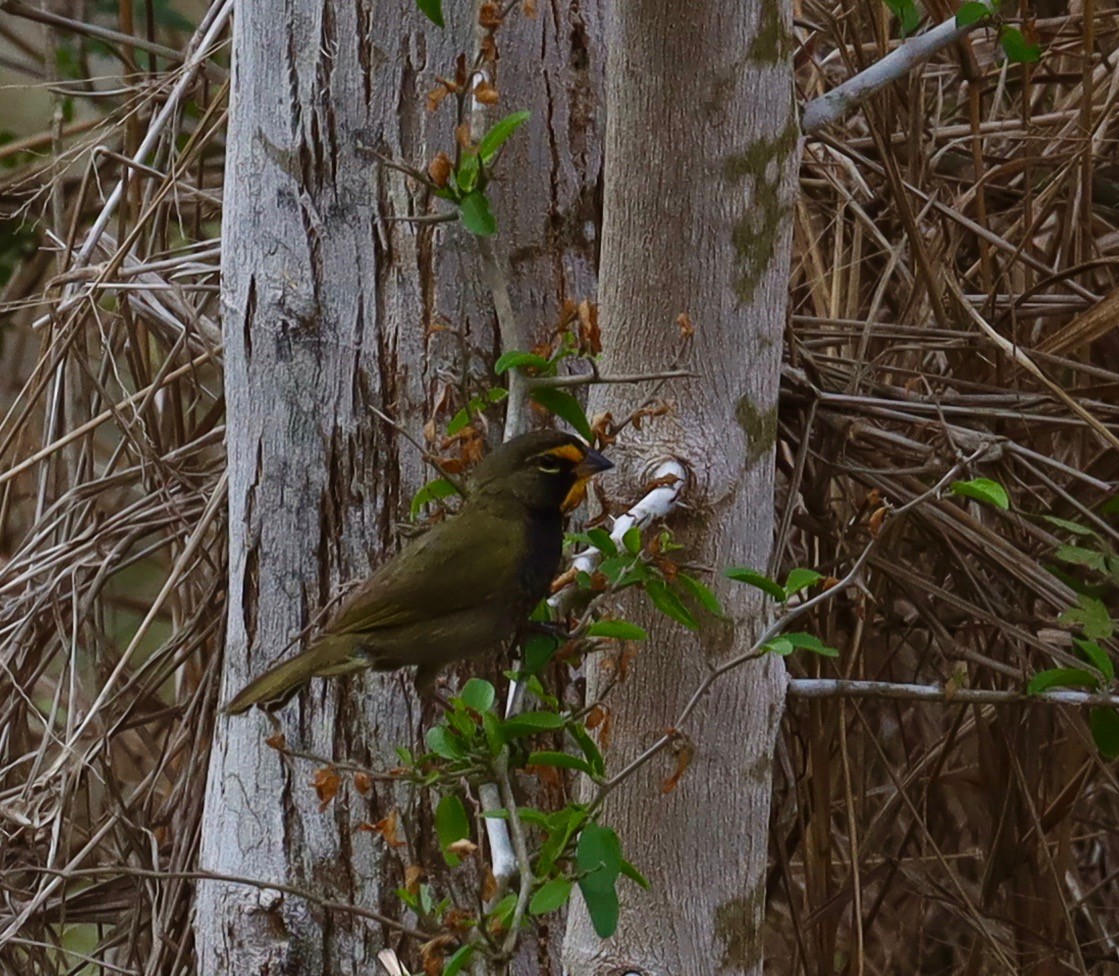 Yellow-faced Grassquit - ML629968448