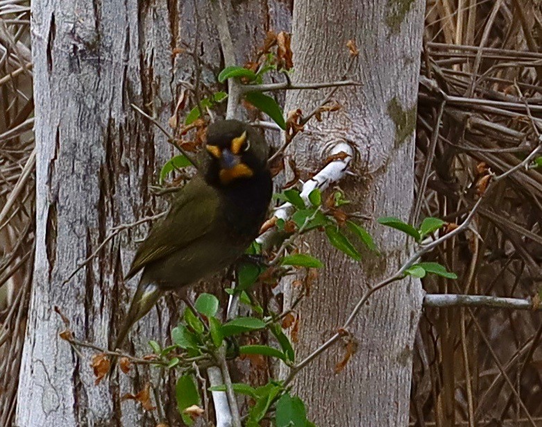 Yellow-faced Grassquit - ML629968451