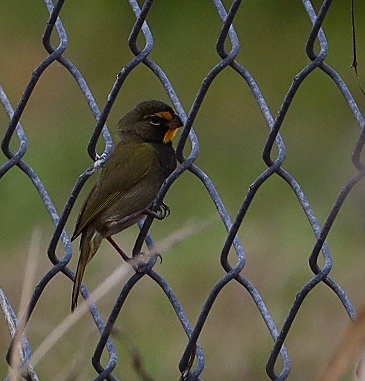 Yellow-faced Grassquit - ML629968456