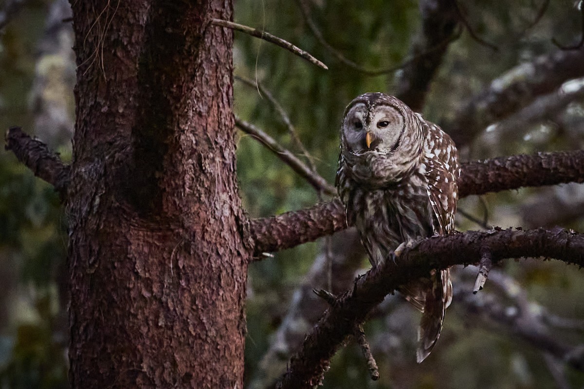 Cinereous Owl - ML629968482