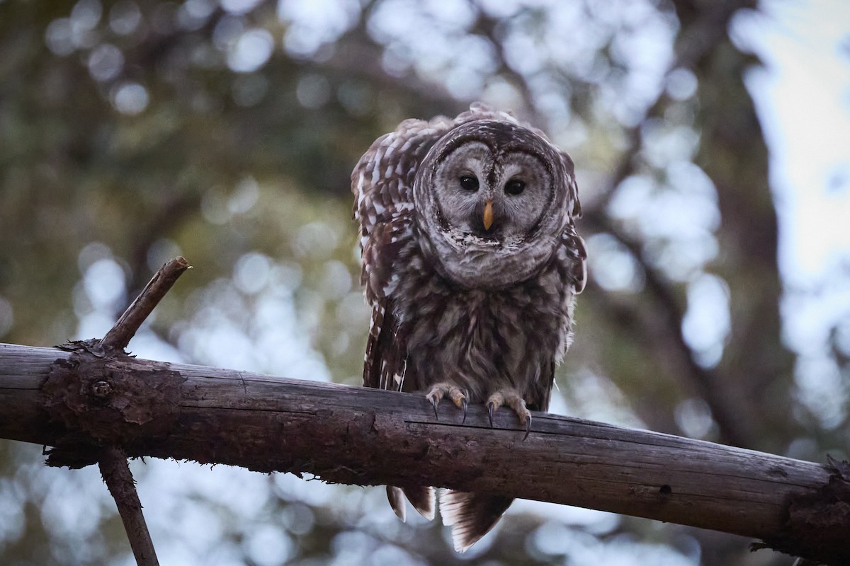 Cinereous Owl - ML629968489
