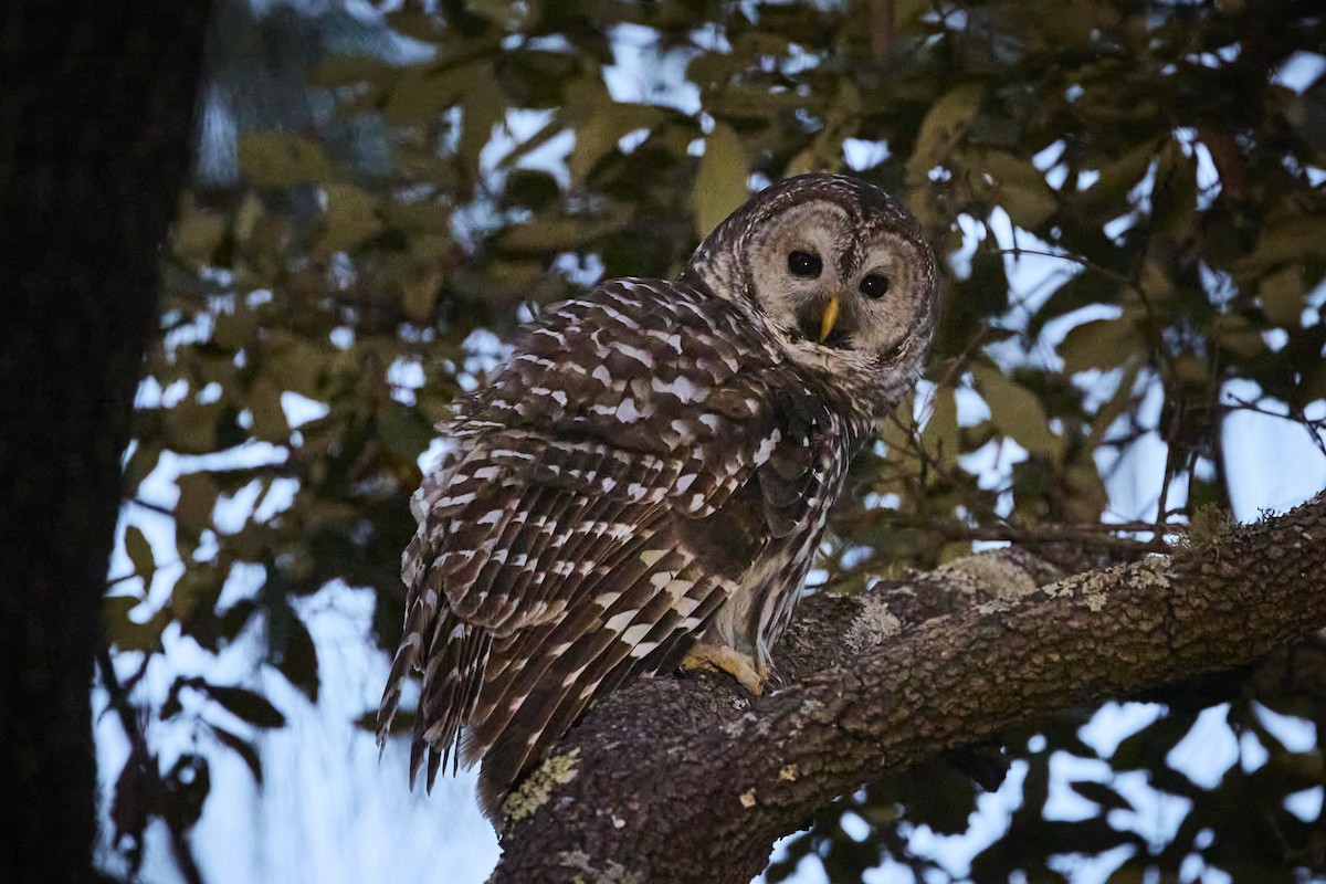 Cinereous Owl - ML629968500
