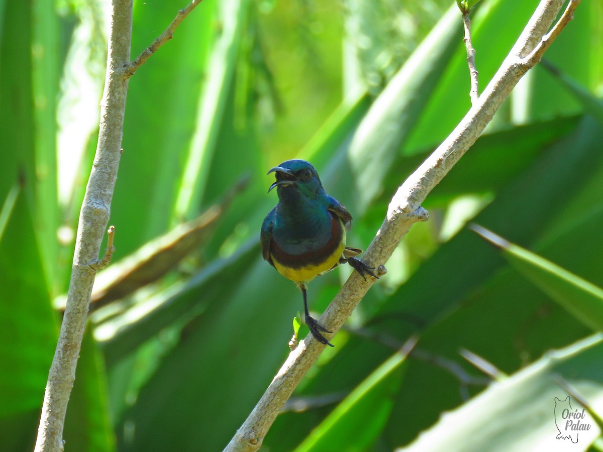 Souimanga Sunbird - ML629968622