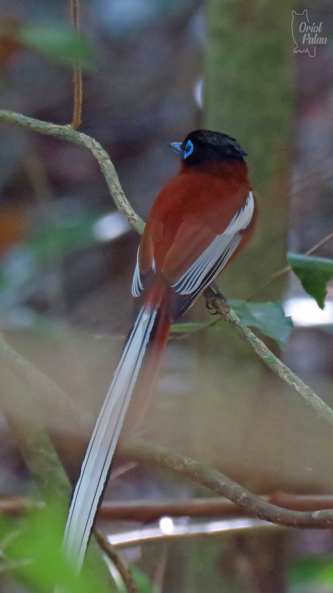 Malagasy Paradise-Flycatcher - ML629968646