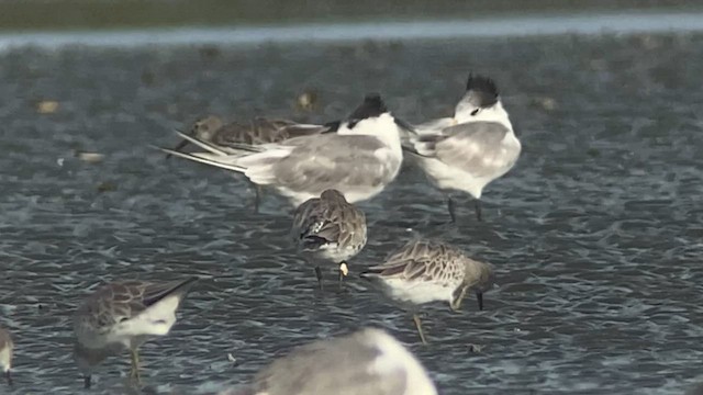 Great Knot - ML629968730