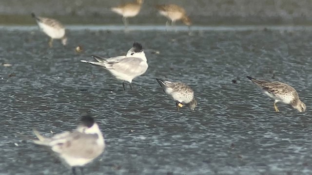 Great Knot - ML629968732