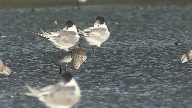 Great Knot - ML629968733