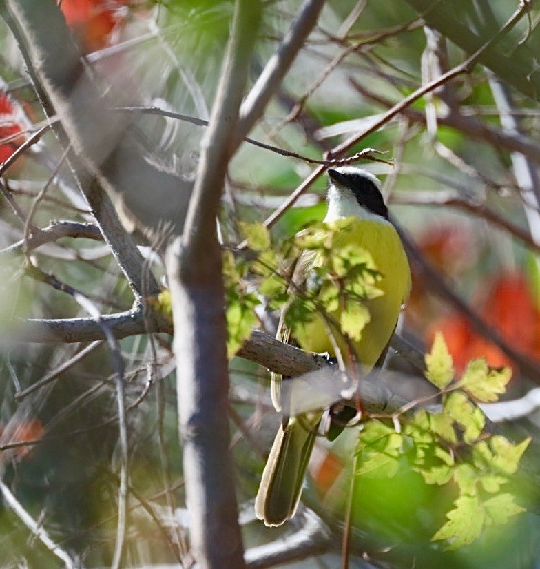 Social Flycatcher - ML629968818