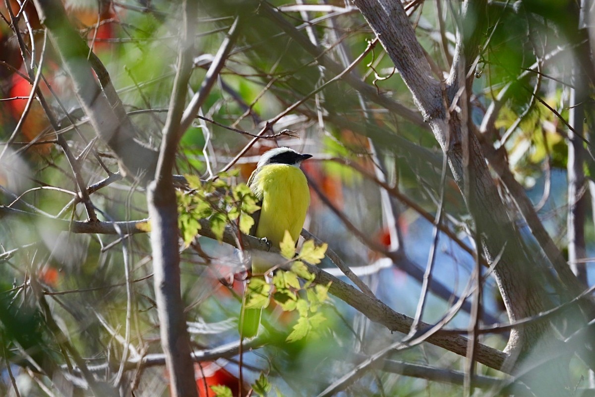 Social Flycatcher - ML629968835