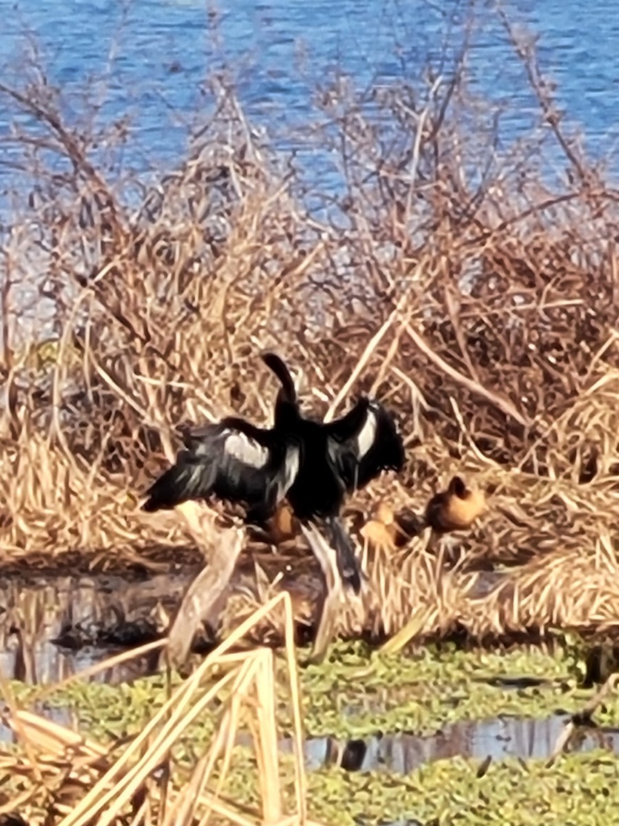 Anhinga - ML629968933