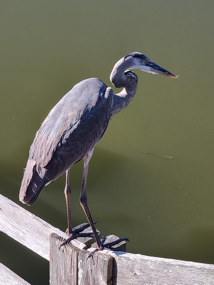 Great Blue Heron - ML629968949