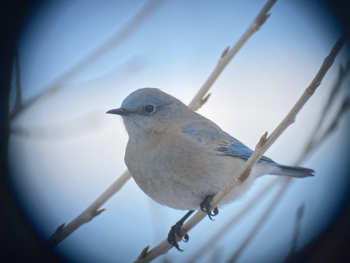 Mountain Bluebird - ML629969123