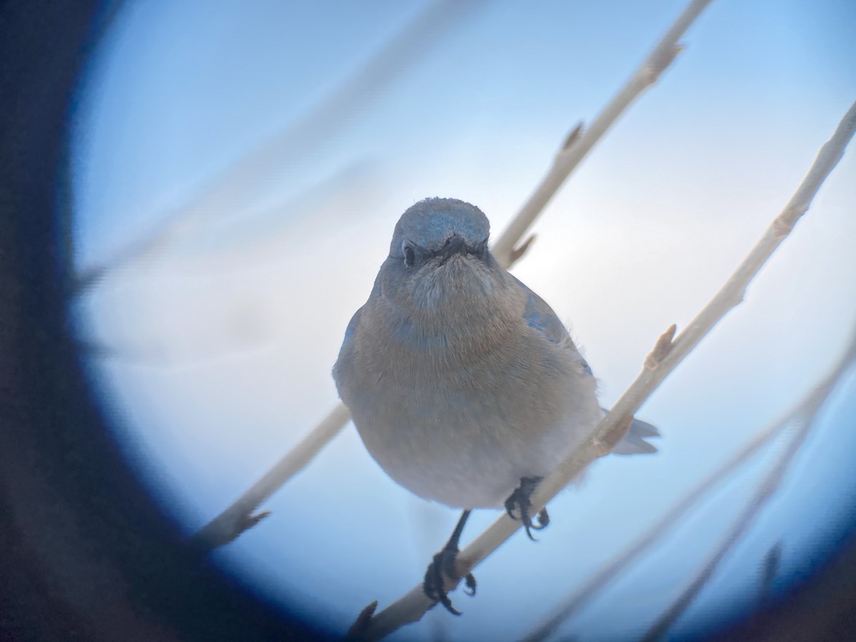 Mountain Bluebird - ML629969124