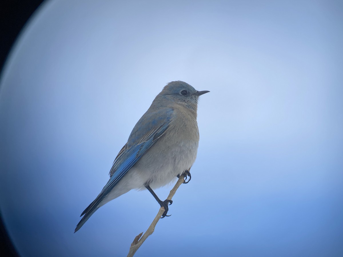 Mountain Bluebird - ML629969125
