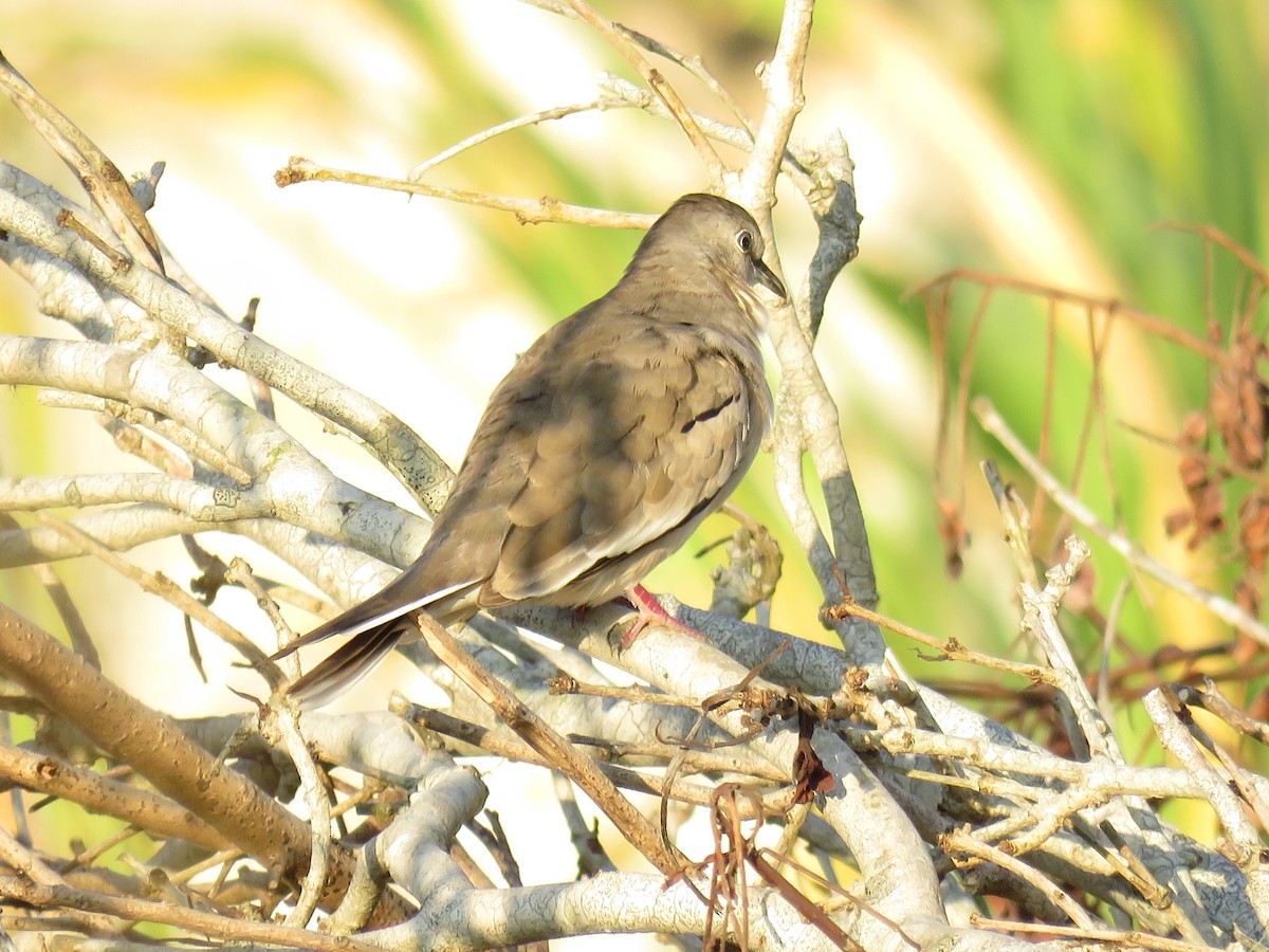 Picui Ground Dove - ML629969356