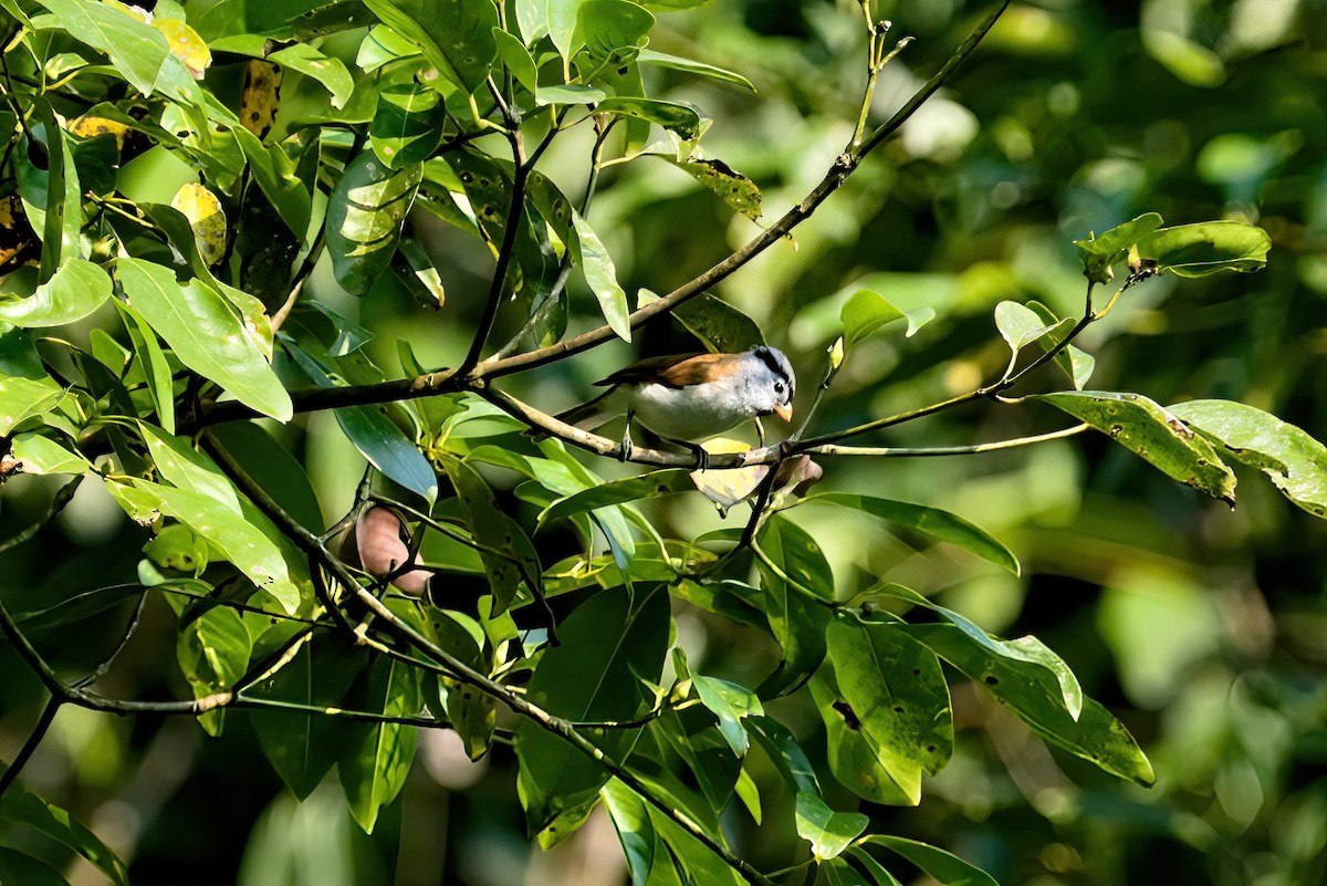 Gray-headed Parrotbill - ML629969428