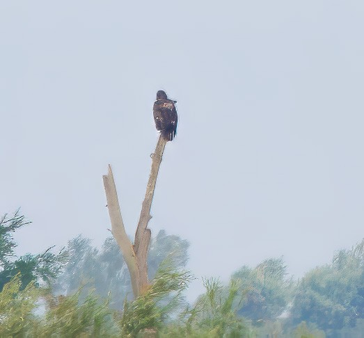 White-tailed Eagle - ML629969527