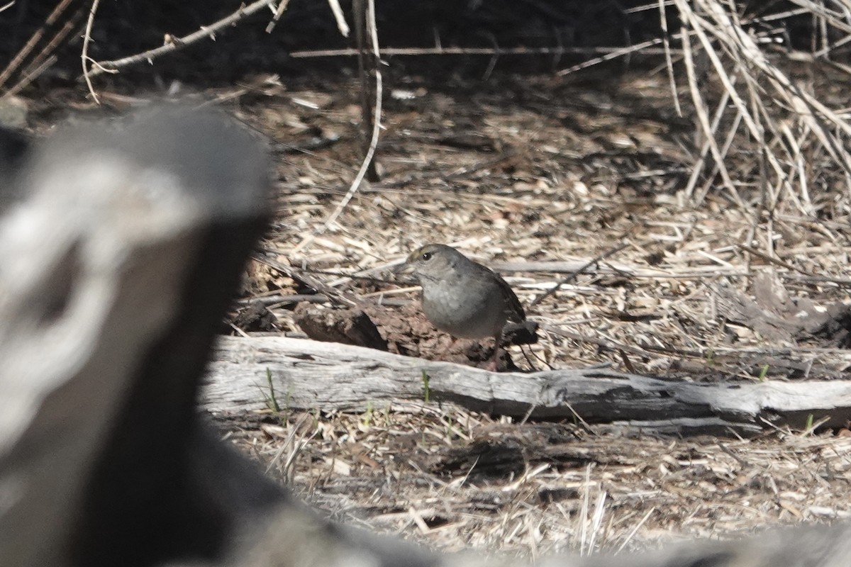 Golden-crowned Sparrow - ML629969645