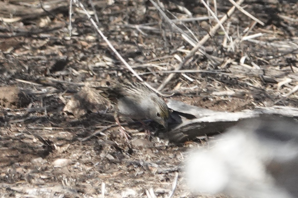 Golden-crowned Sparrow - ML629969655