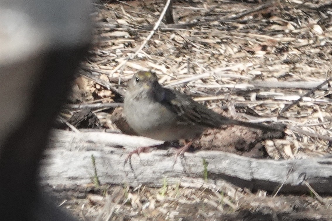 Golden-crowned Sparrow - ML629969662