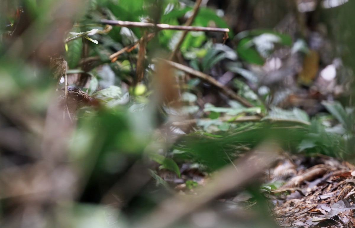 Scaled Ground-Cuckoo - ML629969828