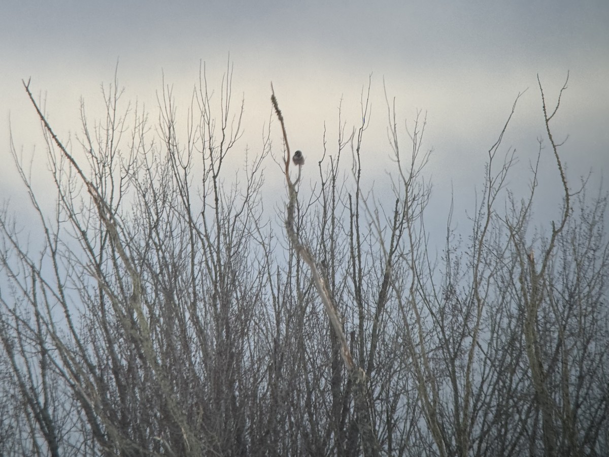 sovice krahujová - ML629969859