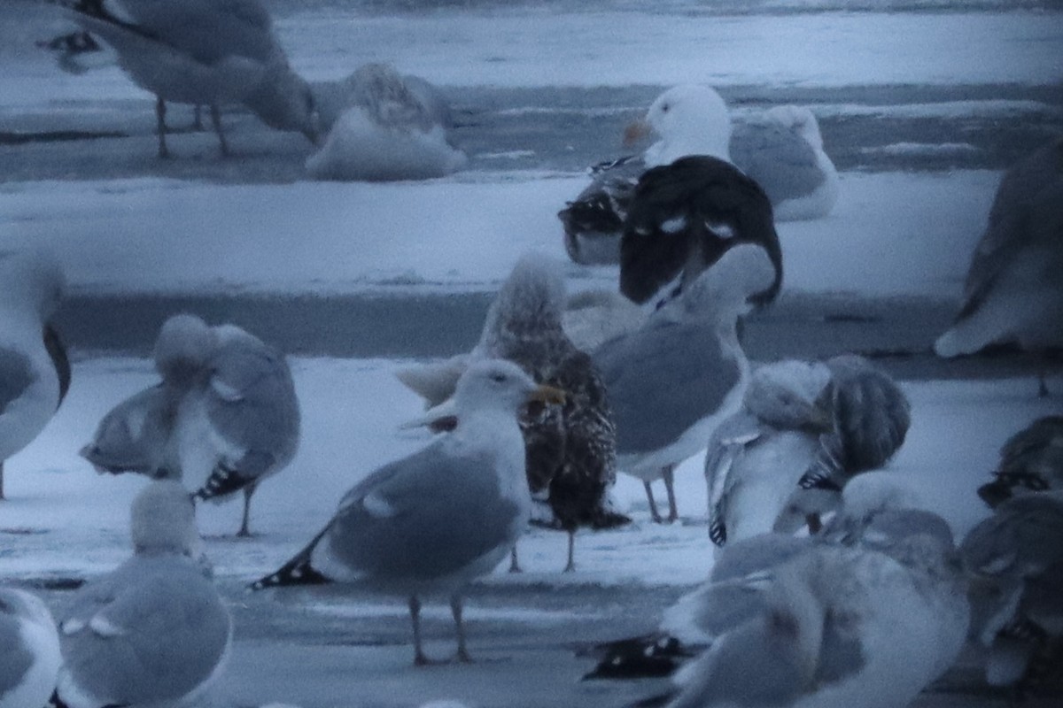 Мөсний цахлай - ML629969909