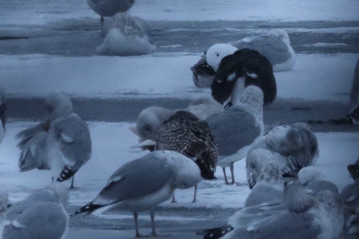 Мөсний цахлай - ML629969910